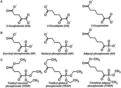 Selective Inhibition of 2-Oxoglutarate and 2-Oxoadipate Dehydrogenases by the Phosphonate Analogs of Their 2-Oxo Acid Substrates